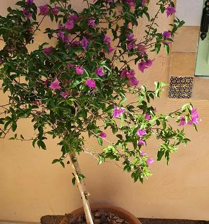 Ivano *